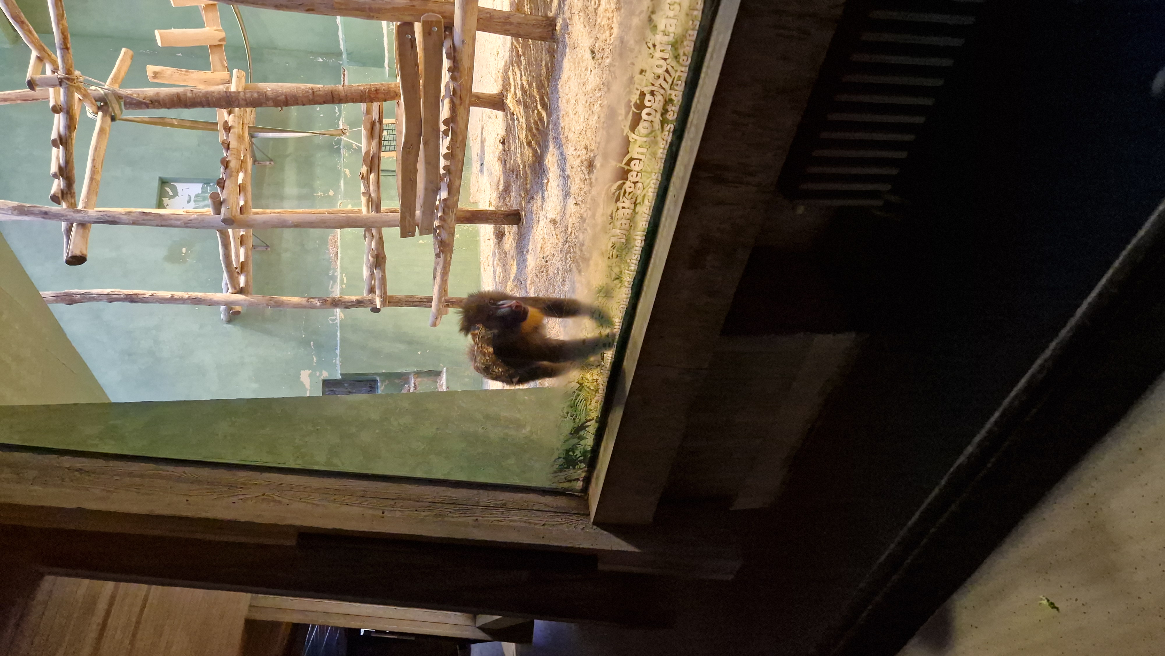 Zoo 3